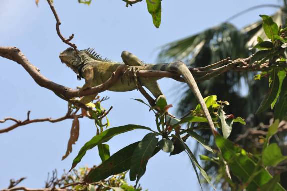 As famosas iguanas da Plaza Bolívar, em Guayaquil - Equador